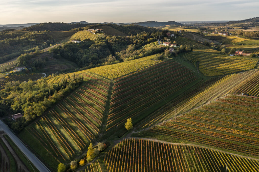 Zorzettig's vineyards