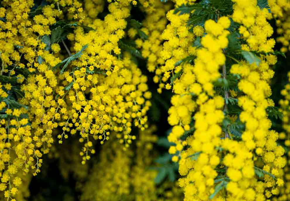 Mimosa Flower: symbol of the Women's Day in Italy